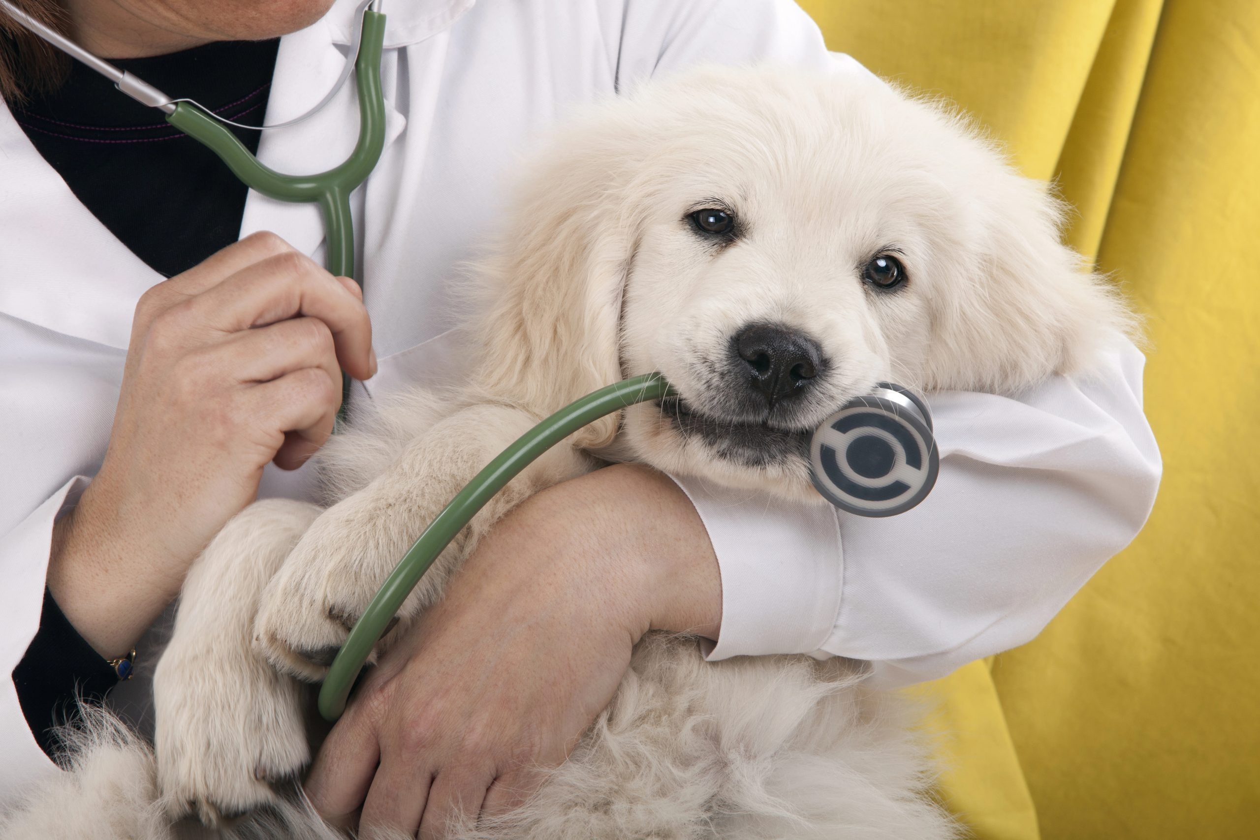 How to help your dog overcome fear of vet visits? Effective ways to reduce your pet’s stress