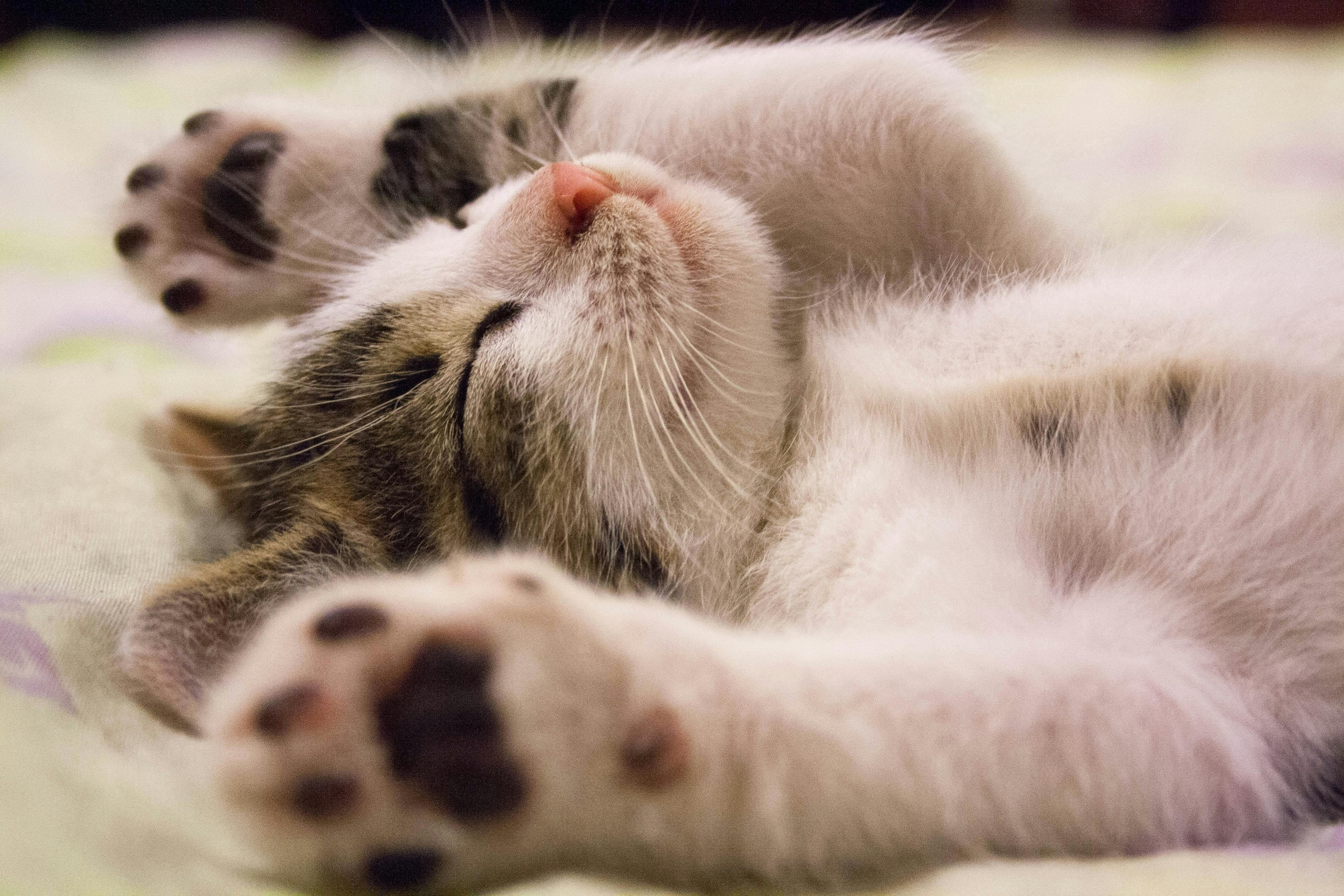 Cat Urinary Health – Most Common Questions and Answers