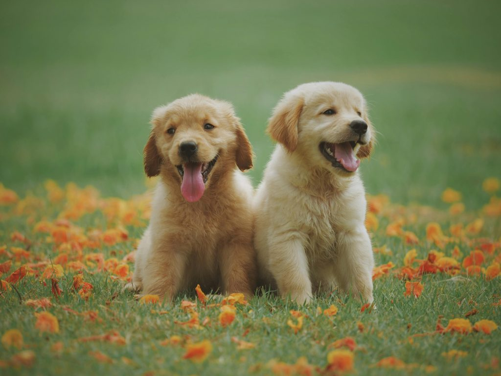 Collagen Drink for Dogs – Tasty Support for Joints and Coat