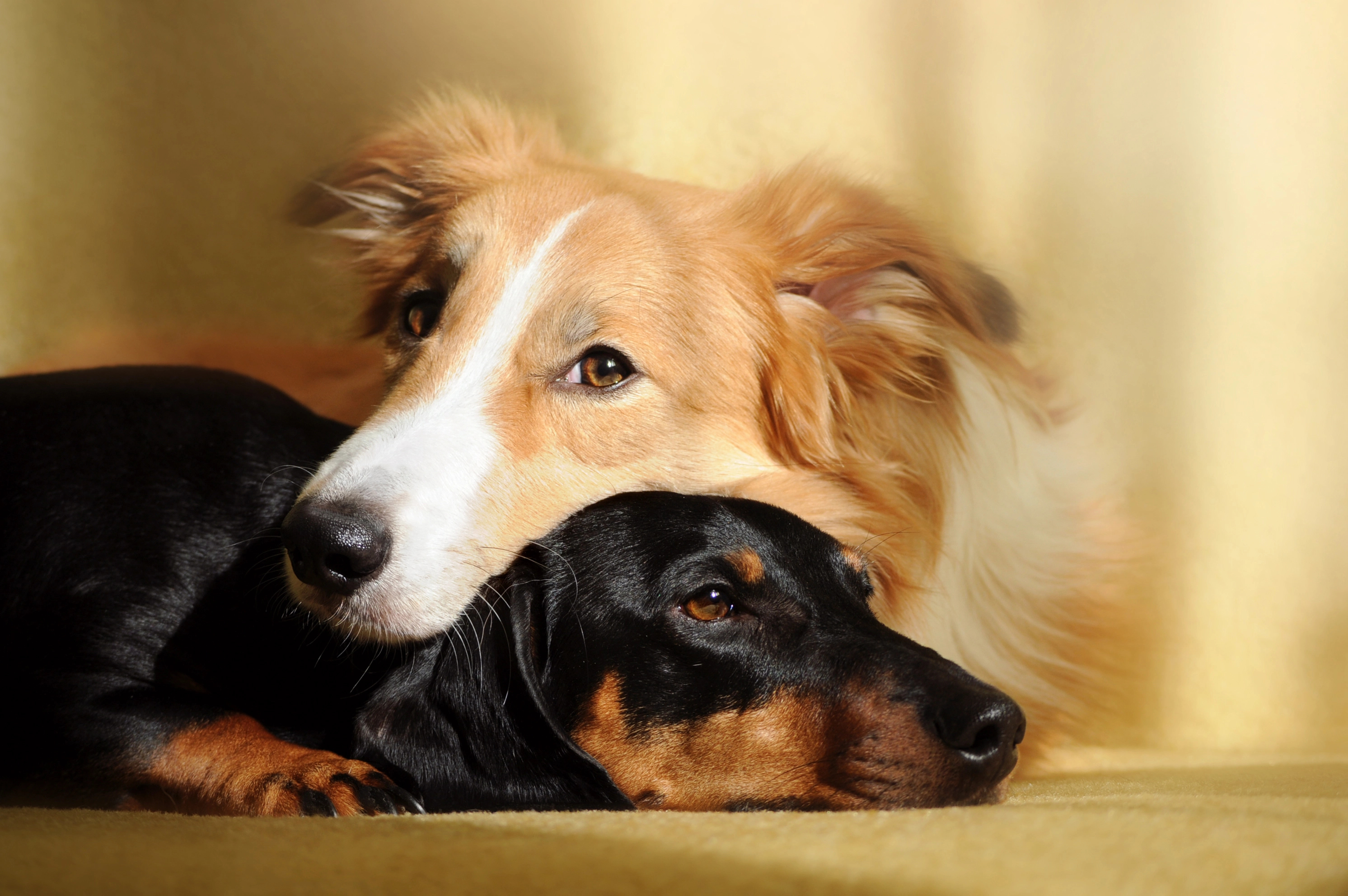 Anemia in Dogs: Causes, Symptoms, and Treatment. How Can You Help Your Pet Regain Strength?