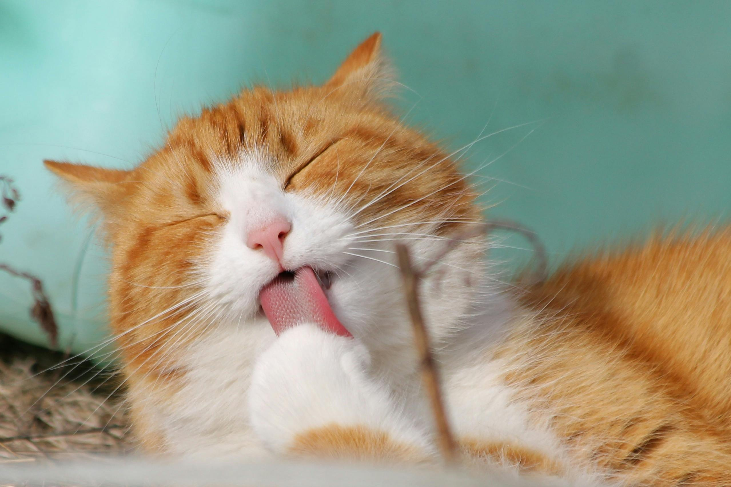 The Best Ways to Support Your Cat’s Health — How to Take Care of Your Pet Every Day?